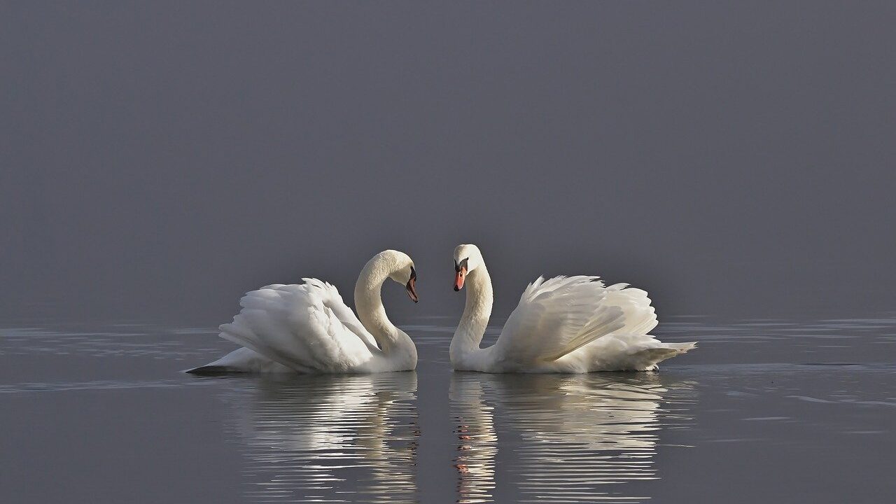 swans, mute swans, water birds-8641389.jpg